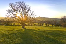 Sunlit tree