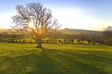 Sunlit tree