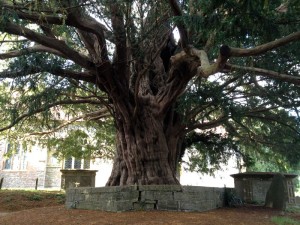 Compton Dundon yew