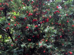 yew with berries