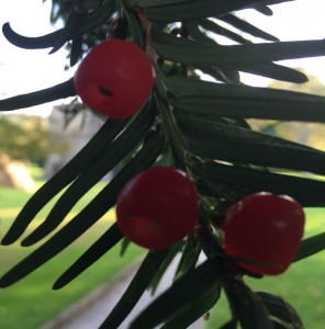 Yew Berries