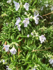 Rosemary flowers